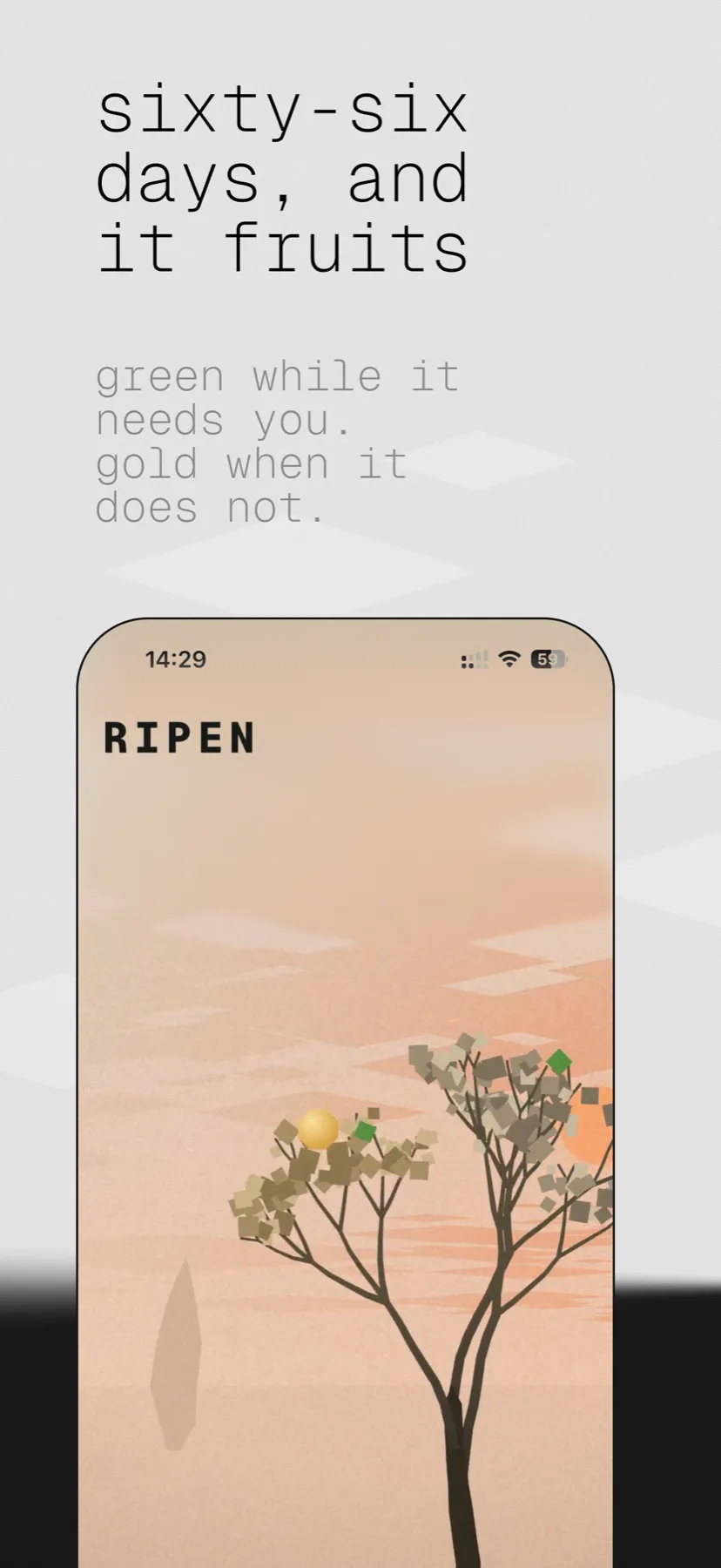 Store screen: “sixty-six days, and it fruits”, a gold fruit on a branch at sunset